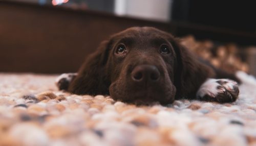 Picture of dog laying on clean carpet